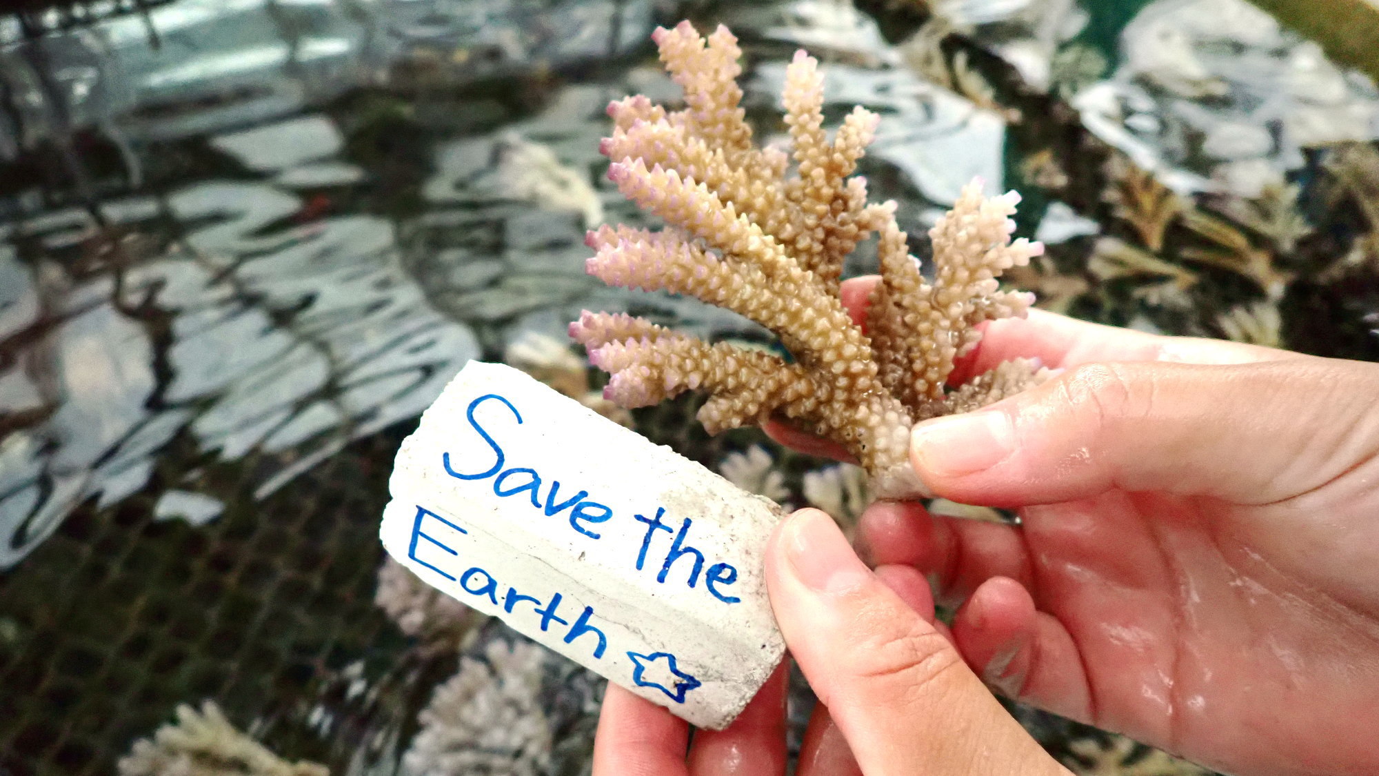 【サンゴ再生プロジェクト】サンゴ苗作り体験付き〜沖縄の美しいサンゴを拡げませんか（ブッフェ朝食付）