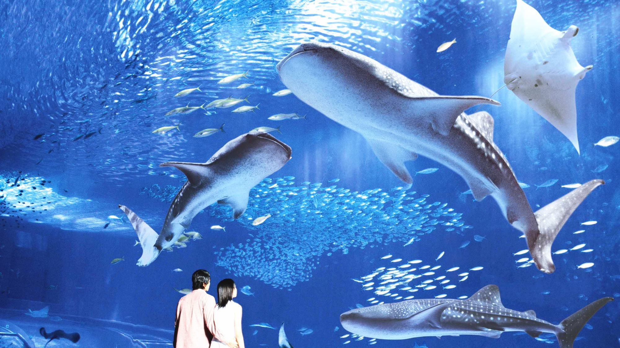 【沖縄美ら海水族館チケット】ジンベイザメやマンタに会いに行こう♪選べる(洋食or和食)ブッフェ朝食付