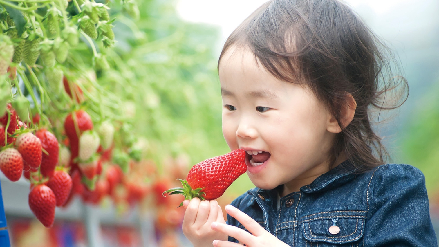 【いちご狩り体験付】The Strawberry Journey ／夕朝食付(夕食19：30〜)