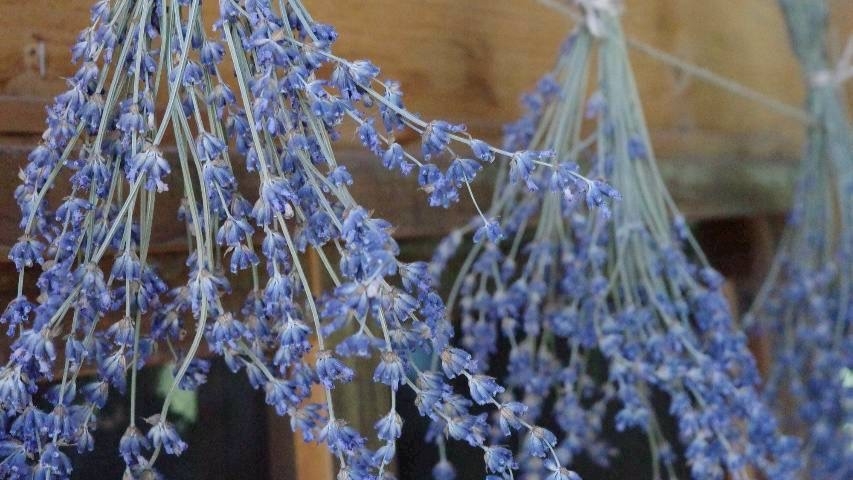 連泊プラン｜5％OFF｜【朝食付】ぶどう・ワイン農園の宿｜田園の時間を楽しむ