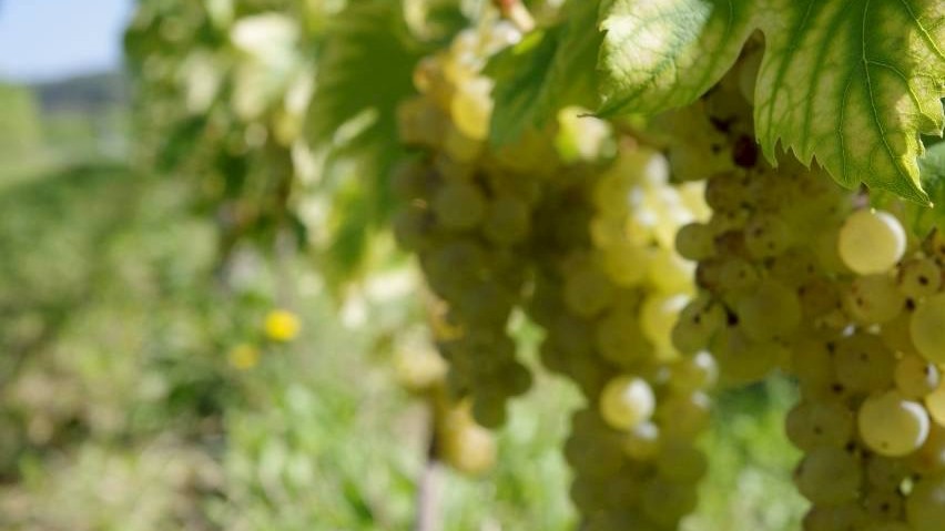 自社ぶどうの収穫（宿の横）