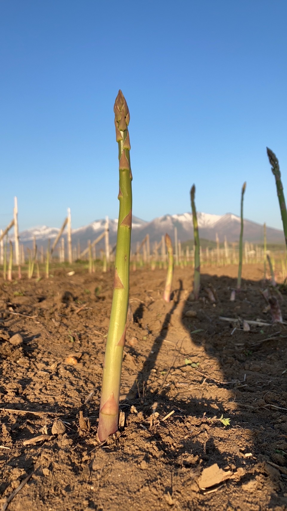 5月アスパラ