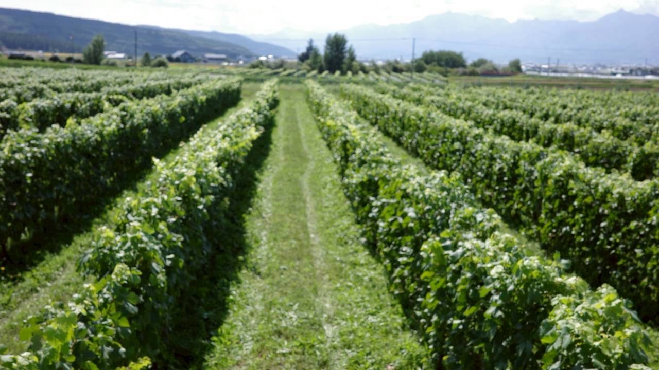 自社ワイン用ぶどう畑（宿の横）