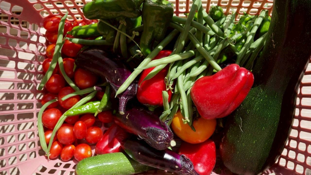 自社菜園の無農薬野菜（朝食に使用）