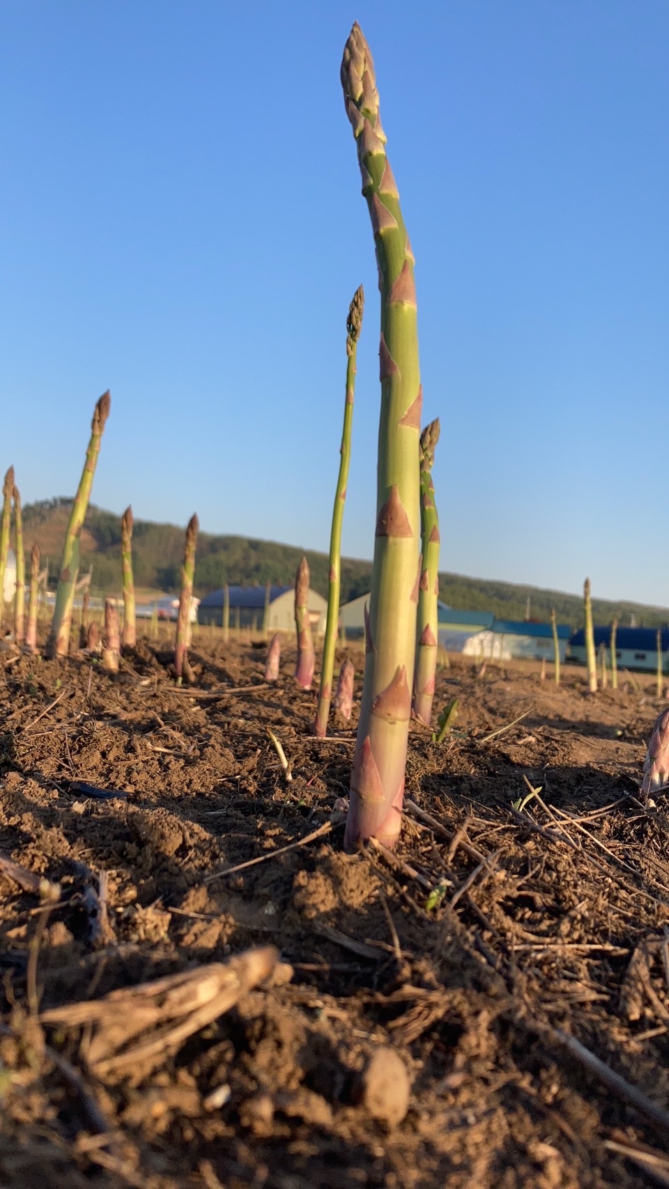 5月アスパラ