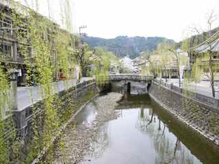 城崎の春〜柳