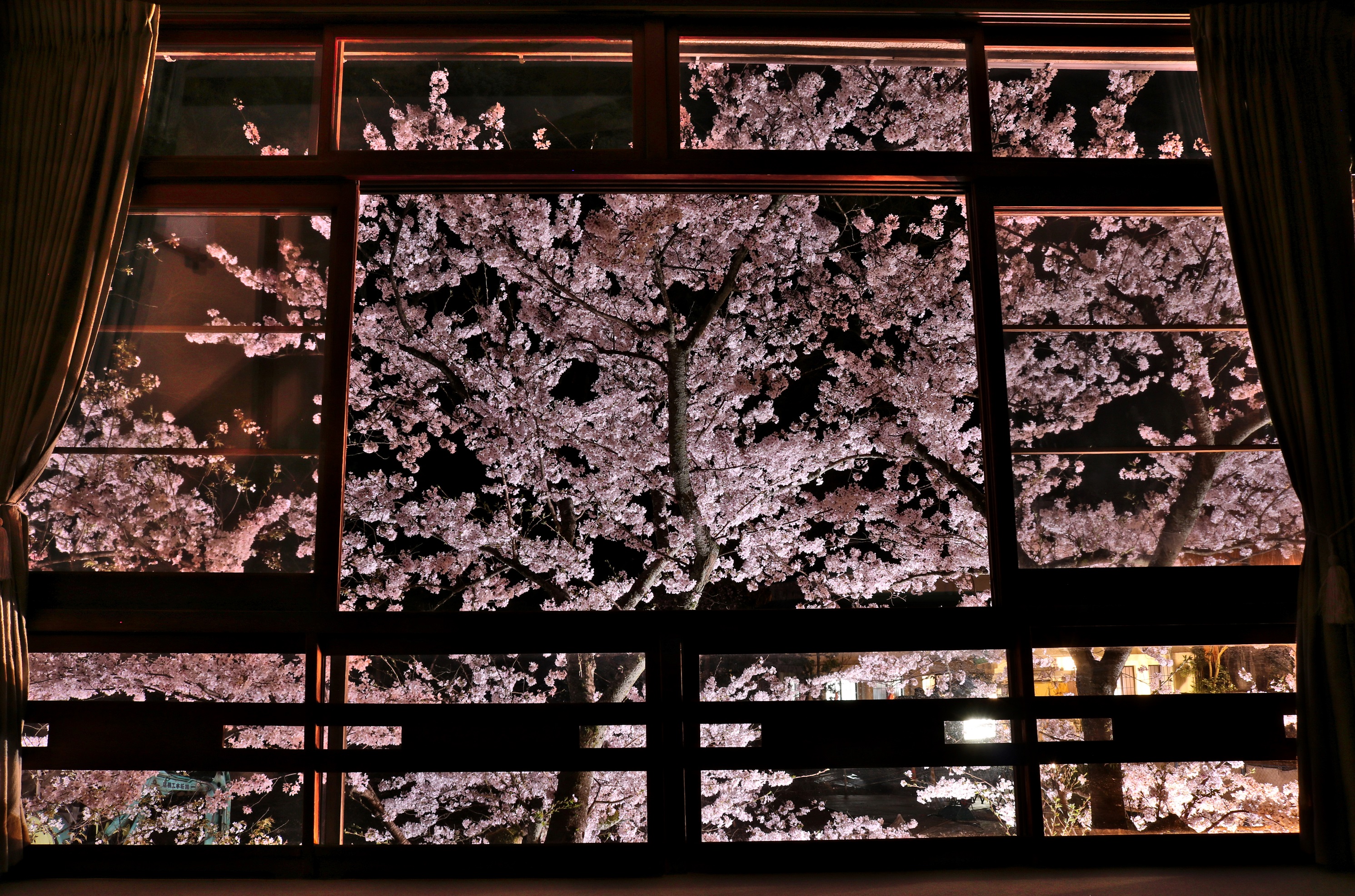 桂の間からの夜桜