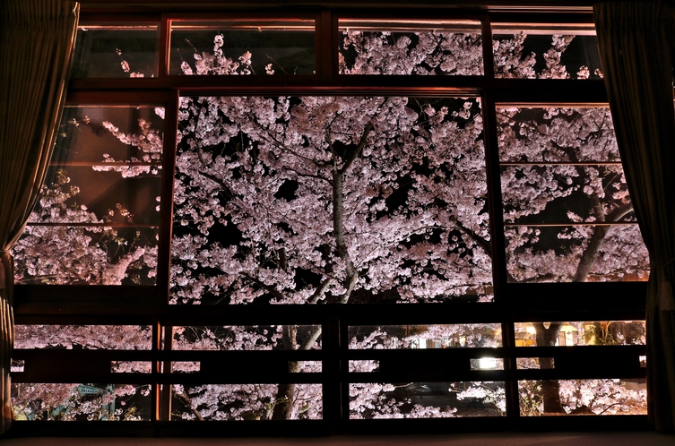 桂の間からの夜桜