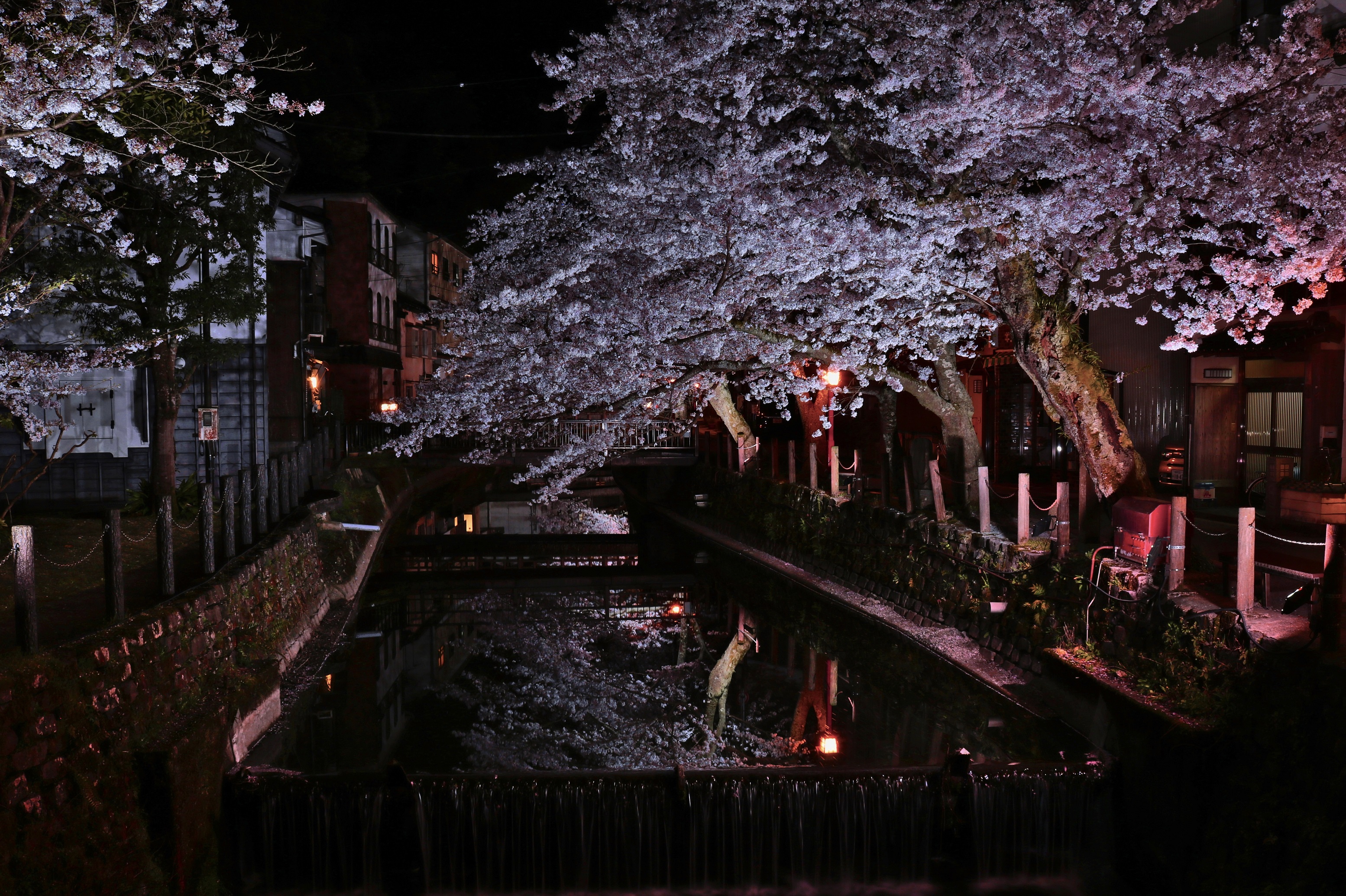 大溪川にかかる桜橋より夜桜