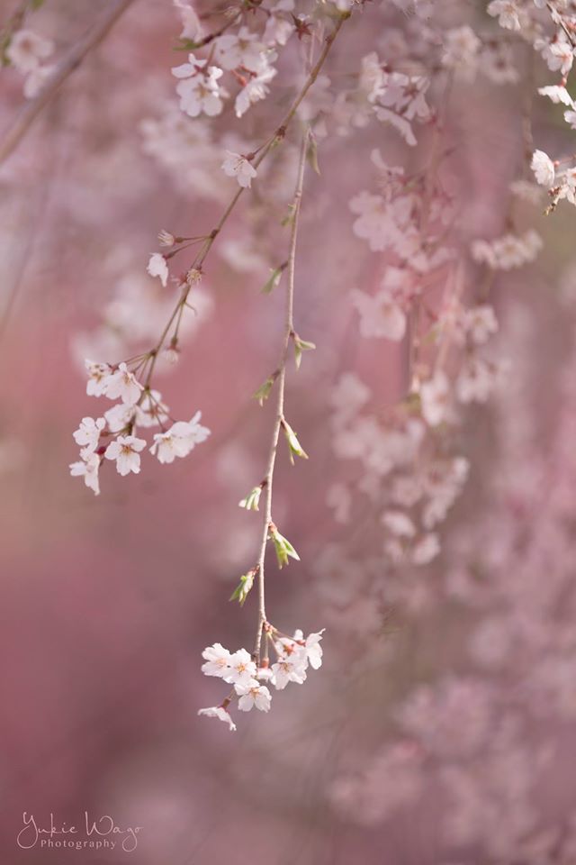 吉野桜