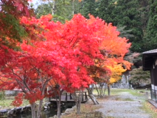 龍泉寺のもみじ（２９１０２８）