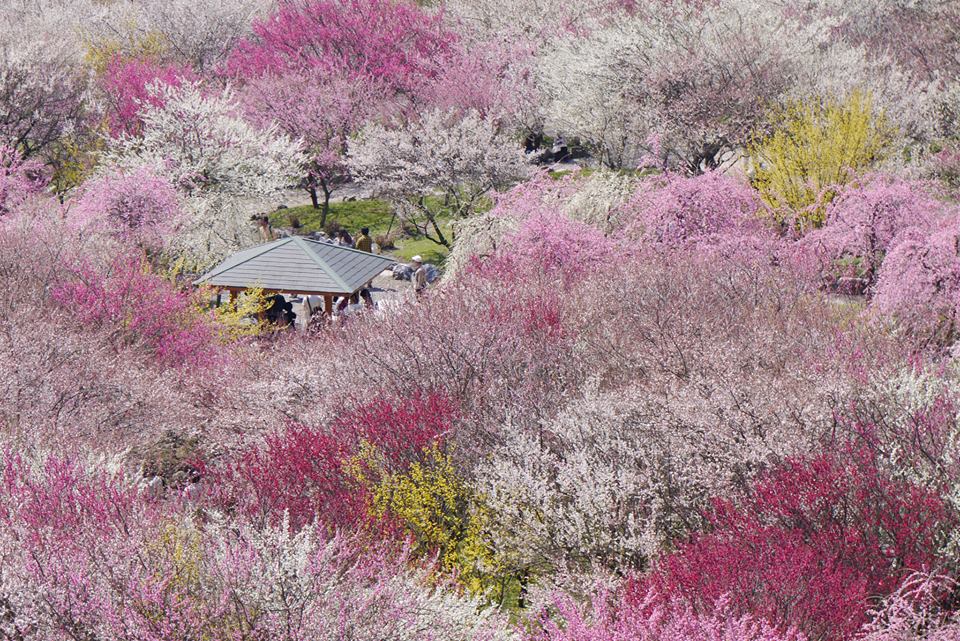 吉野桜