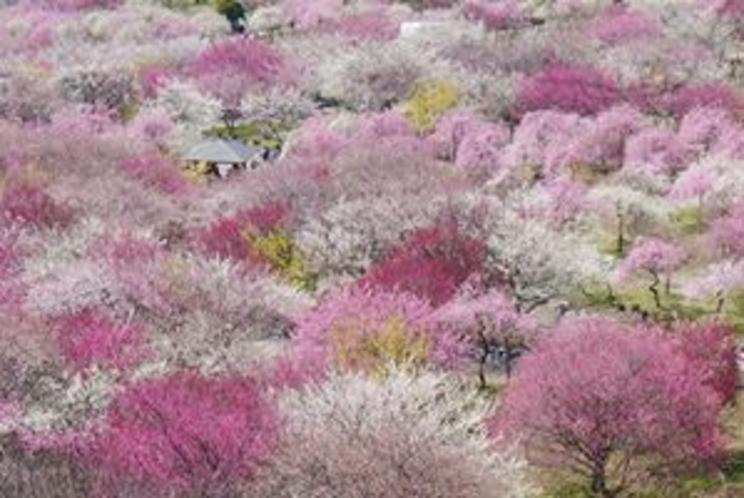 吉野桜