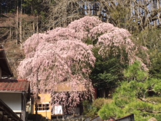 天河神社の枝垂桜