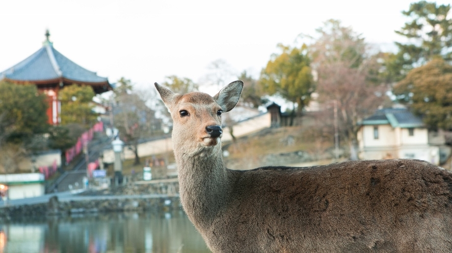可愛い鹿に出会える奈良公園へは徒歩約5分☆