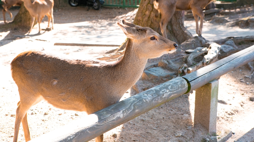 国の天然記念物に指定されている奈良公園の鹿さん☆