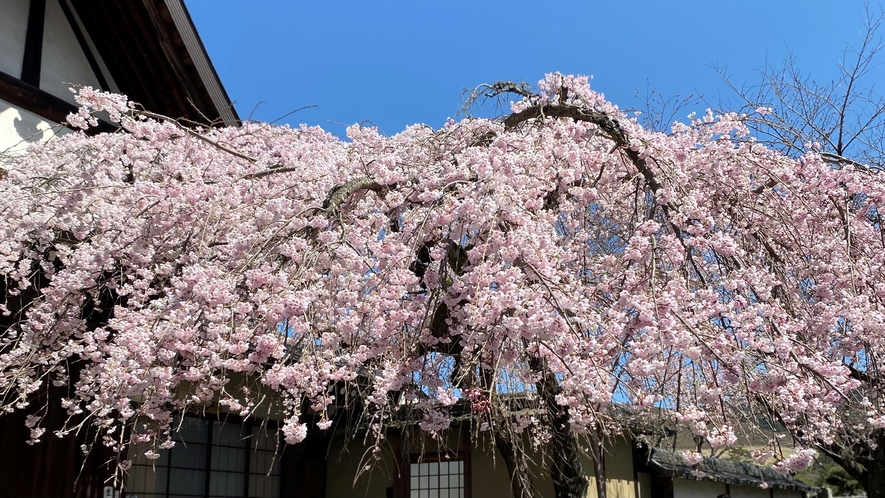 桜　氷室神社