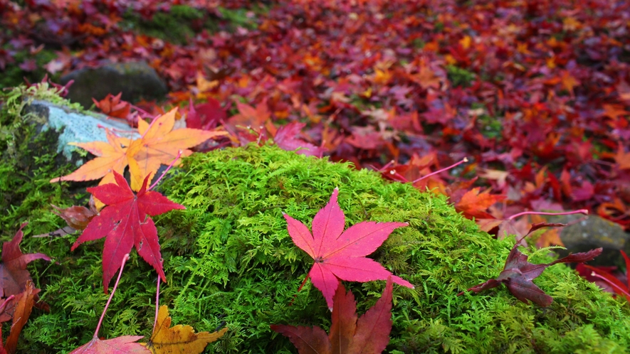 紅葉