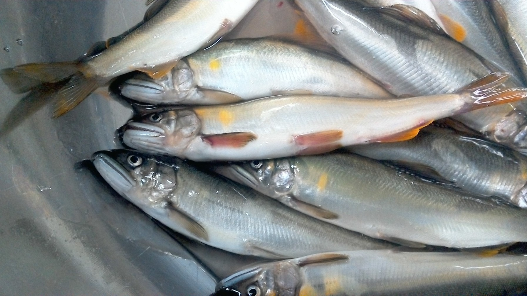 【夏真っ盛り】　鮎を食そう！！　”地鮎”満喫プラン