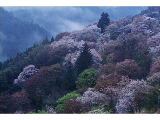 吉野山の桜：下千本