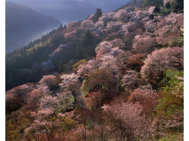 吉野山の桜：下千本