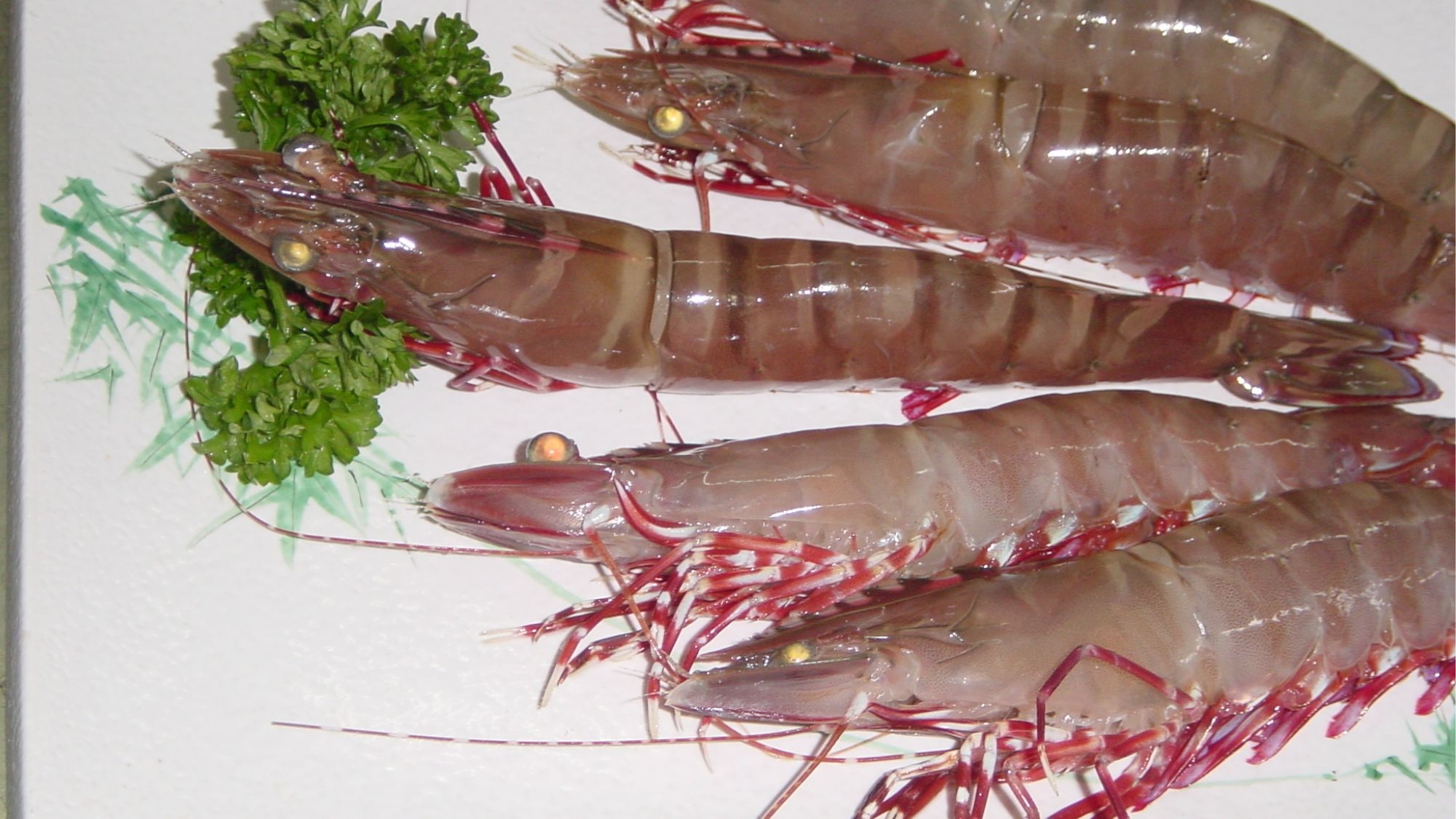 ◆期間限定◆【天然クエ鍋＋お造り】紀州の名物！「クエ」を自家製ポン酢で召し上がれ♪【夕朝食付】