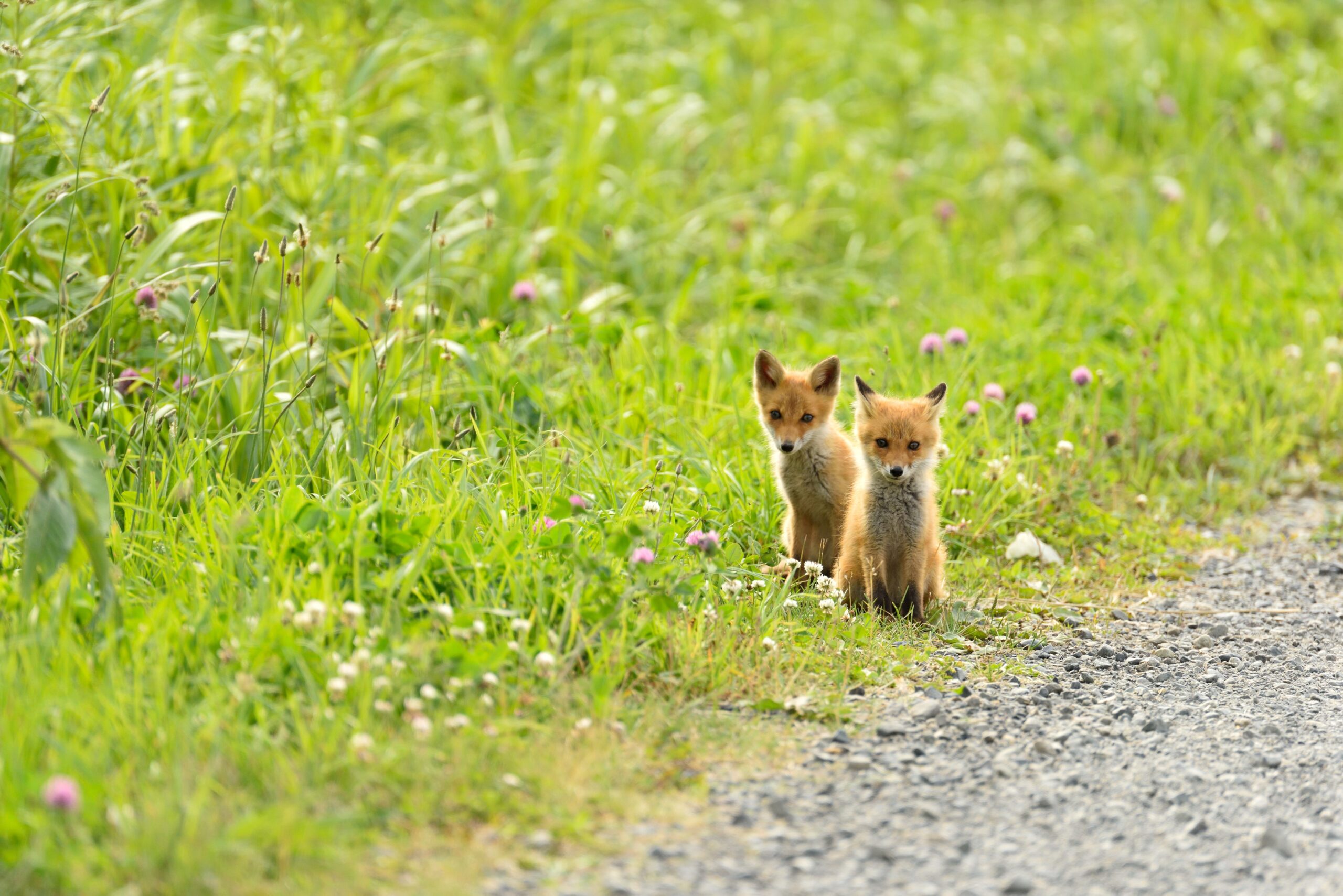 Hokkaido