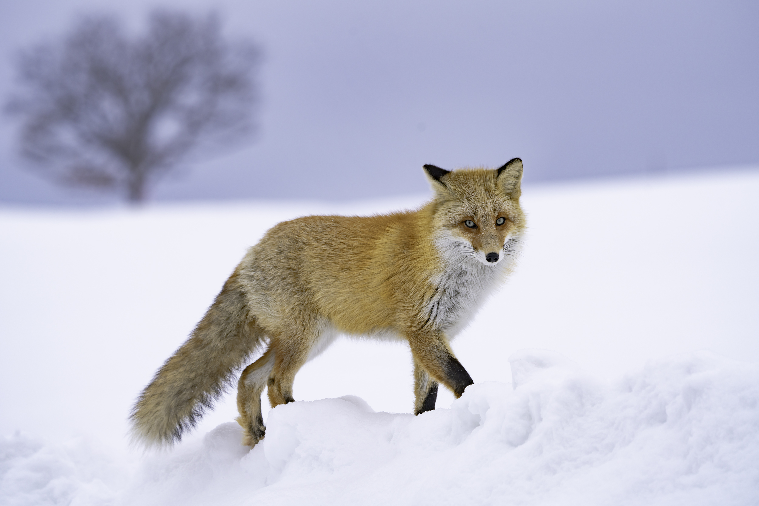 Hokkaido