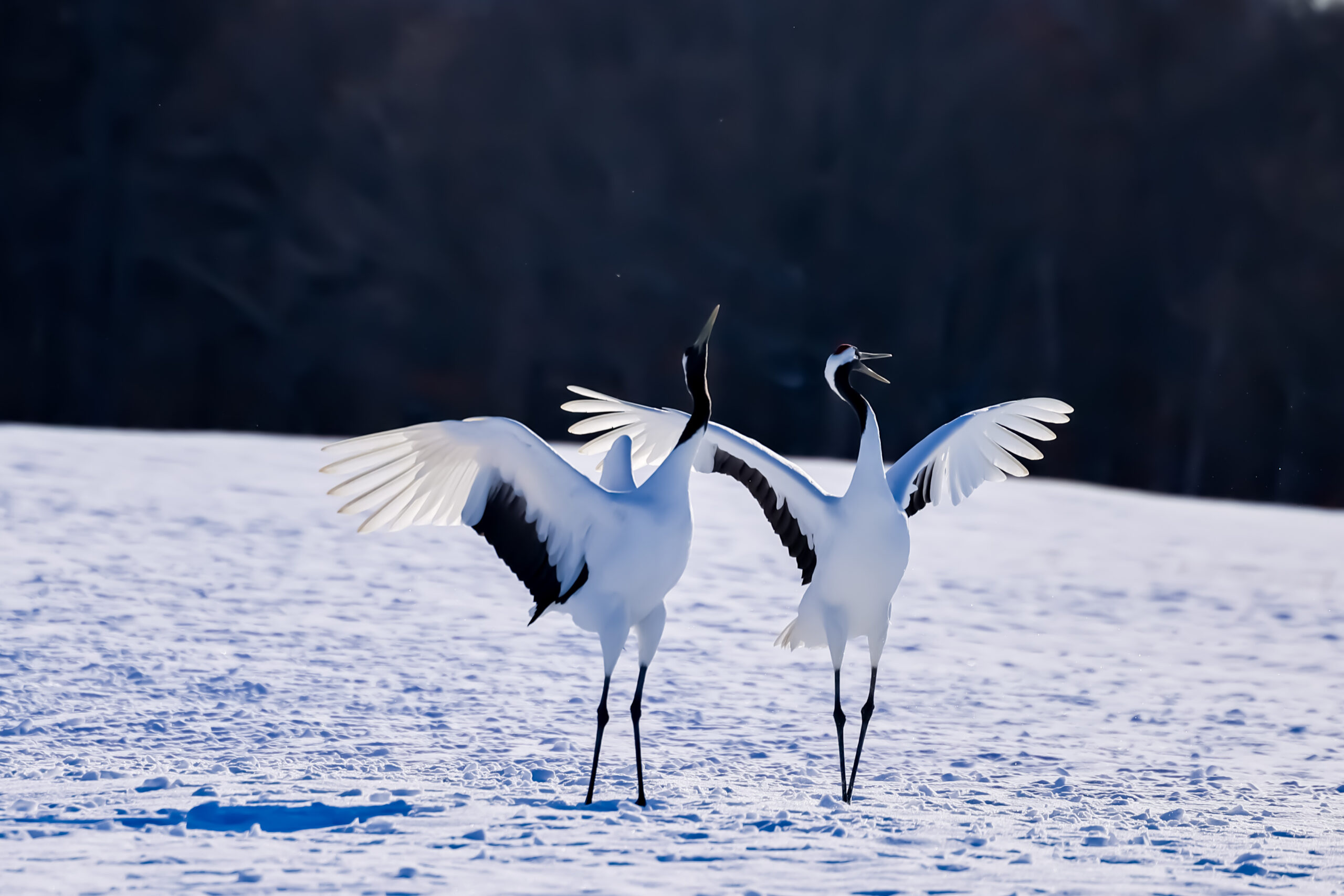 Hokkaido