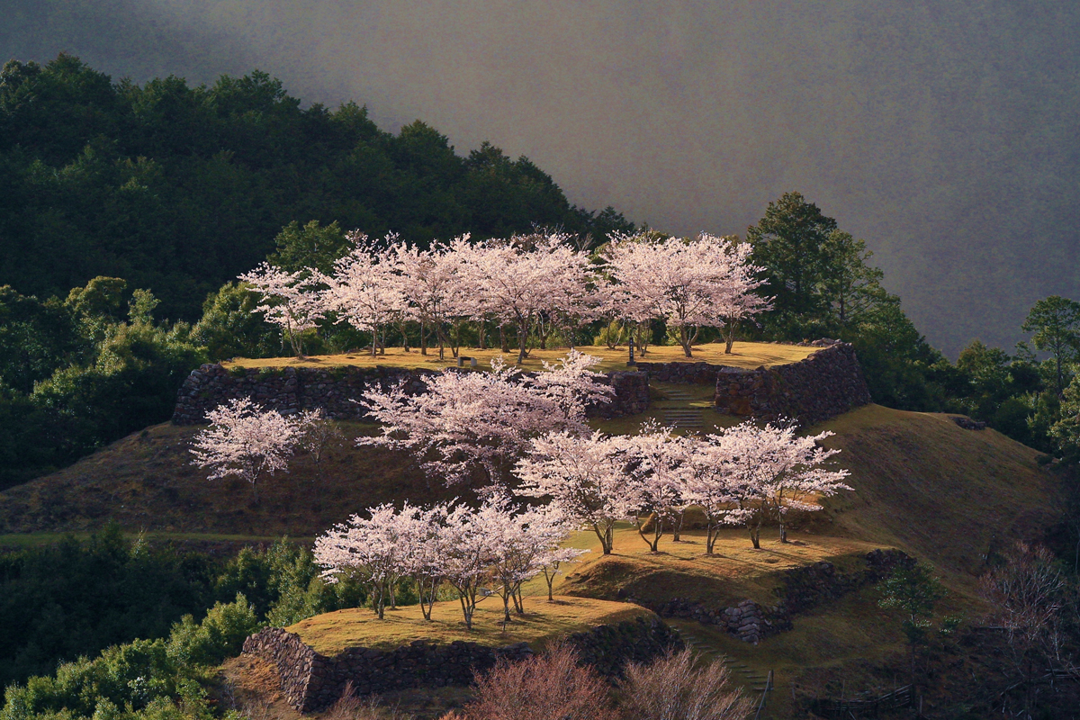 赤木城跡桜
