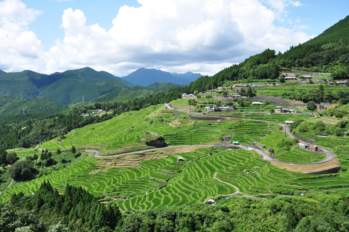 丸山千枚田（夏）