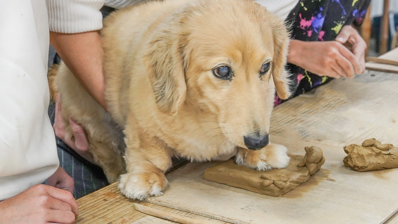 陶芸体験◆家族やわんちゃんと楽しむ思い出づくり◇南伊勢町を満喫♪