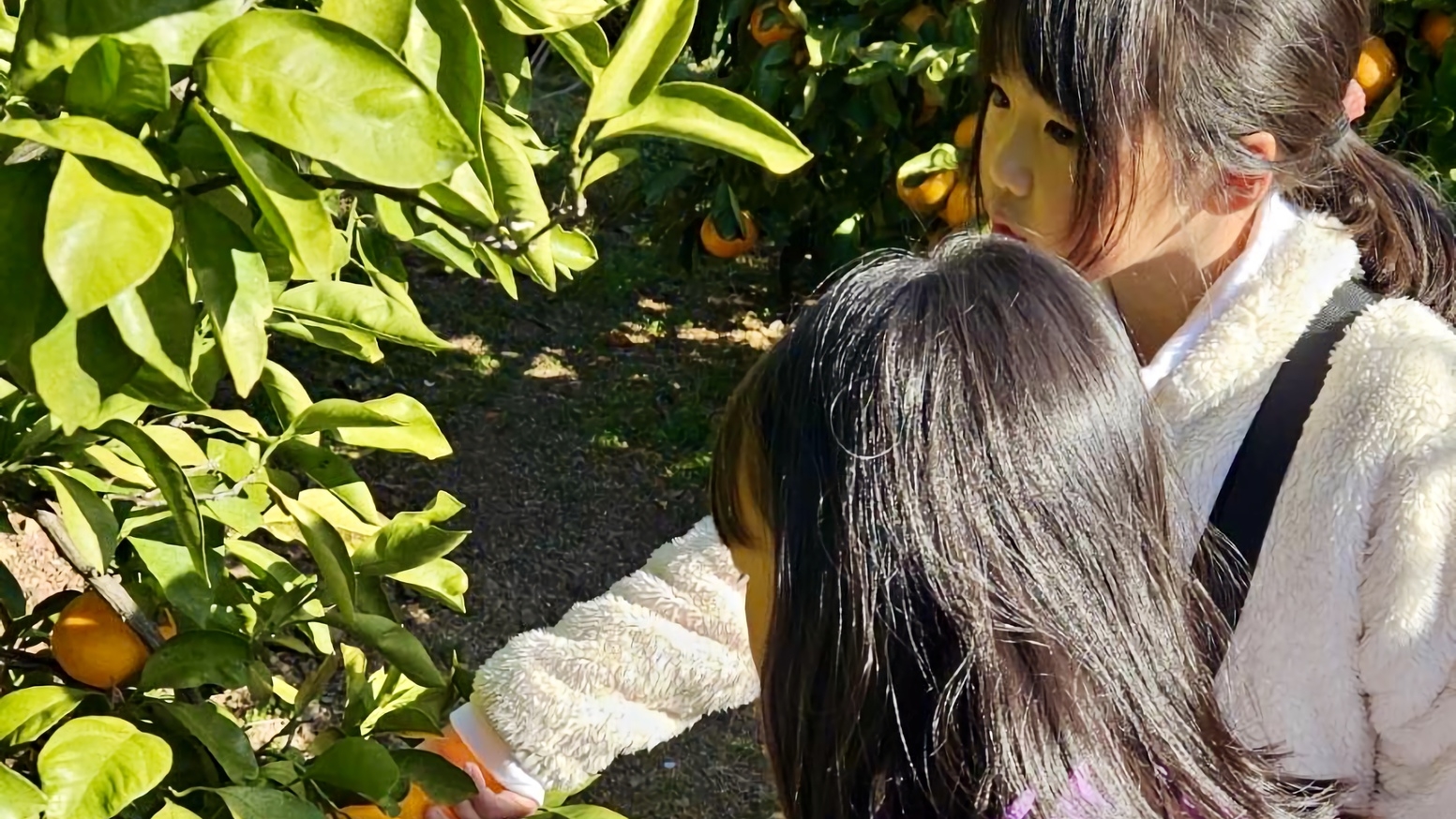 ＼みかん狩り体験／＆伊勢海老丸ごと１匹◆みかんのお土産付き♪