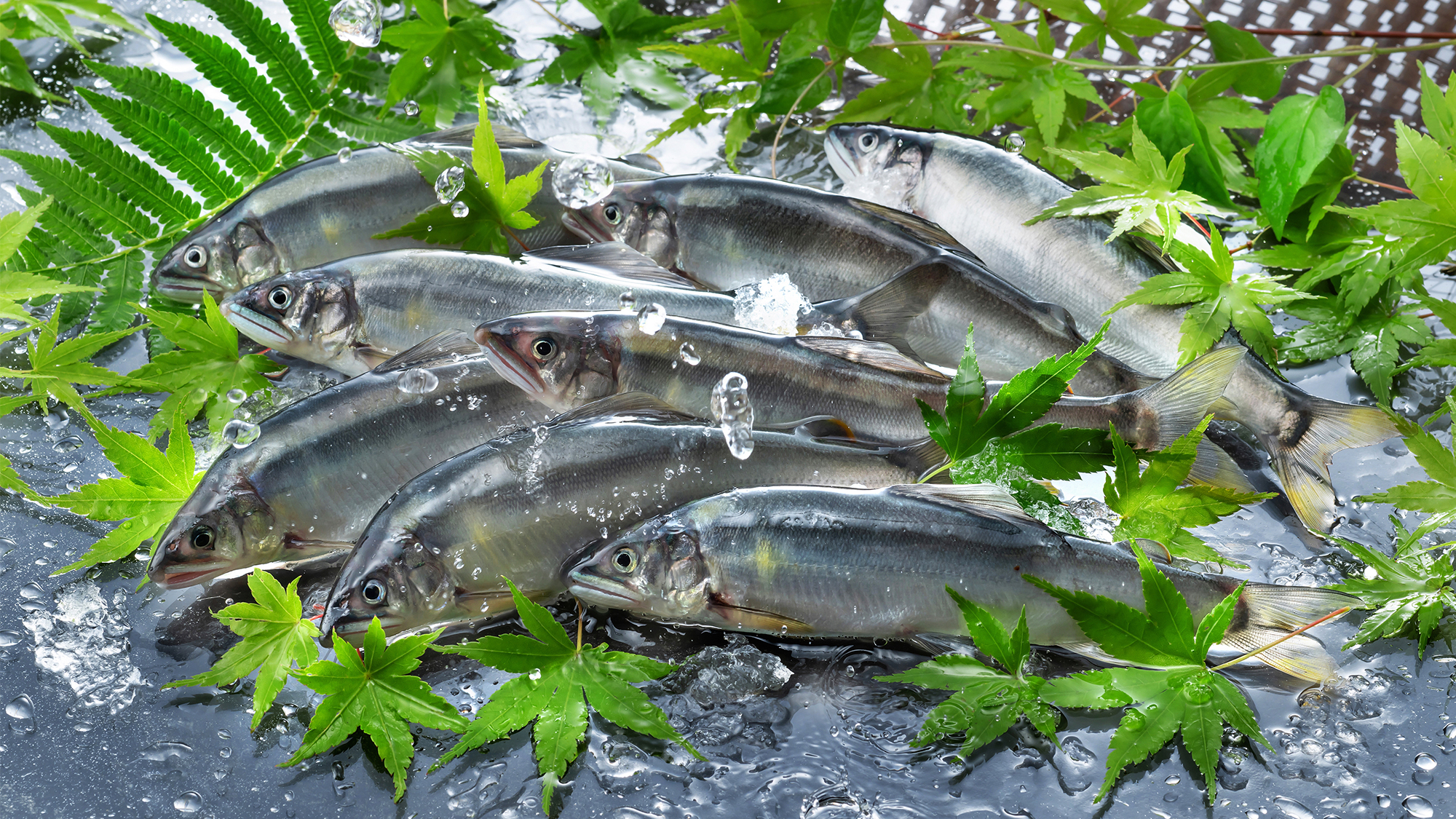 島根県産の若鮎　一例