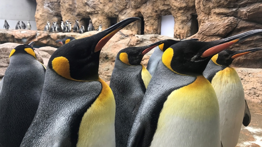 【しまね海洋館アクアス】ペンギンイメージ／当館より車で約15分