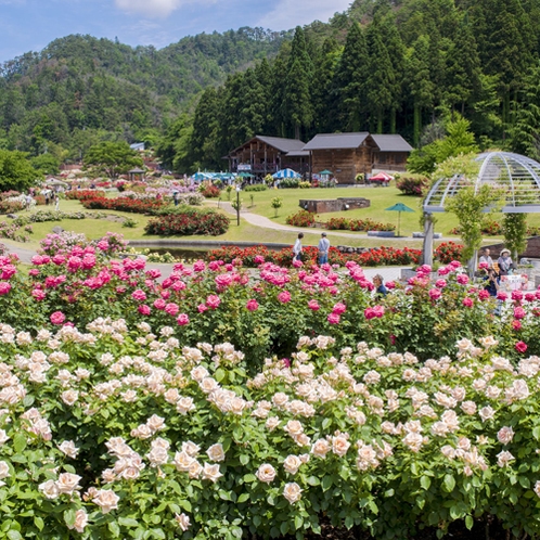 *東沢バラ公園／村山市。6月上旬から9月下旬が見頃！750品種、2万株のバラが咲き誇ります。
