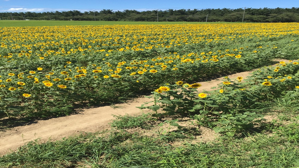 西目ひまわり畑　&copy;秋田県誘客推進課