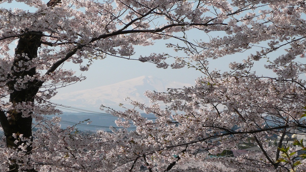 本荘さくらまつり　&copy;秋田県誘客推進課