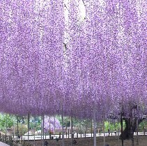 藤の花(あしかがフラワーパーク５月)　藤の花はもはや説明不要♪全国から観光客が訪れます♪