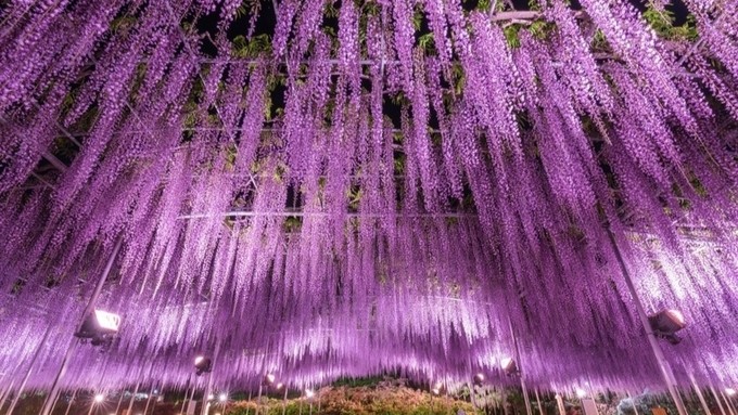 四季の花と大藤が楽しめる、花のテーマパーク。