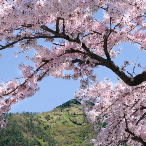 強羅公園　桜