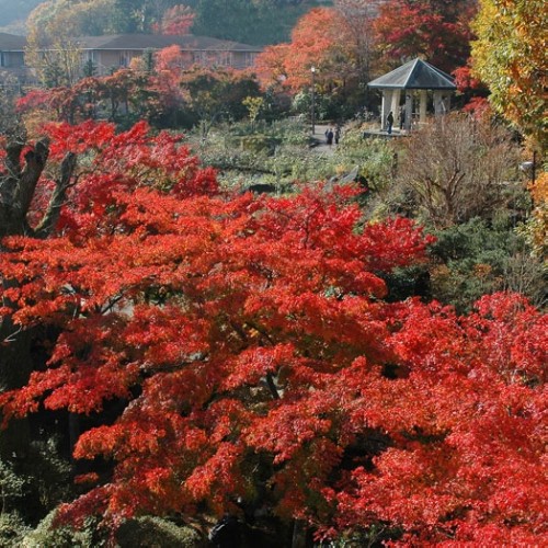 強羅公園　紅葉