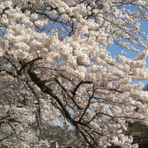 宮城野早川堤の桜（お車で１０分）
