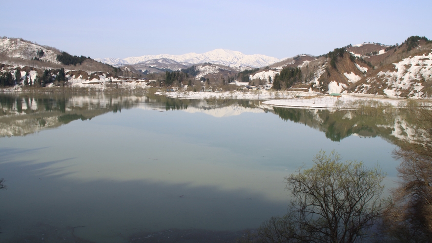*［春／水没林］白川ダムの影響で季節によって水位を変える白川湖は4月下旬～5月中旬「水没林」となる