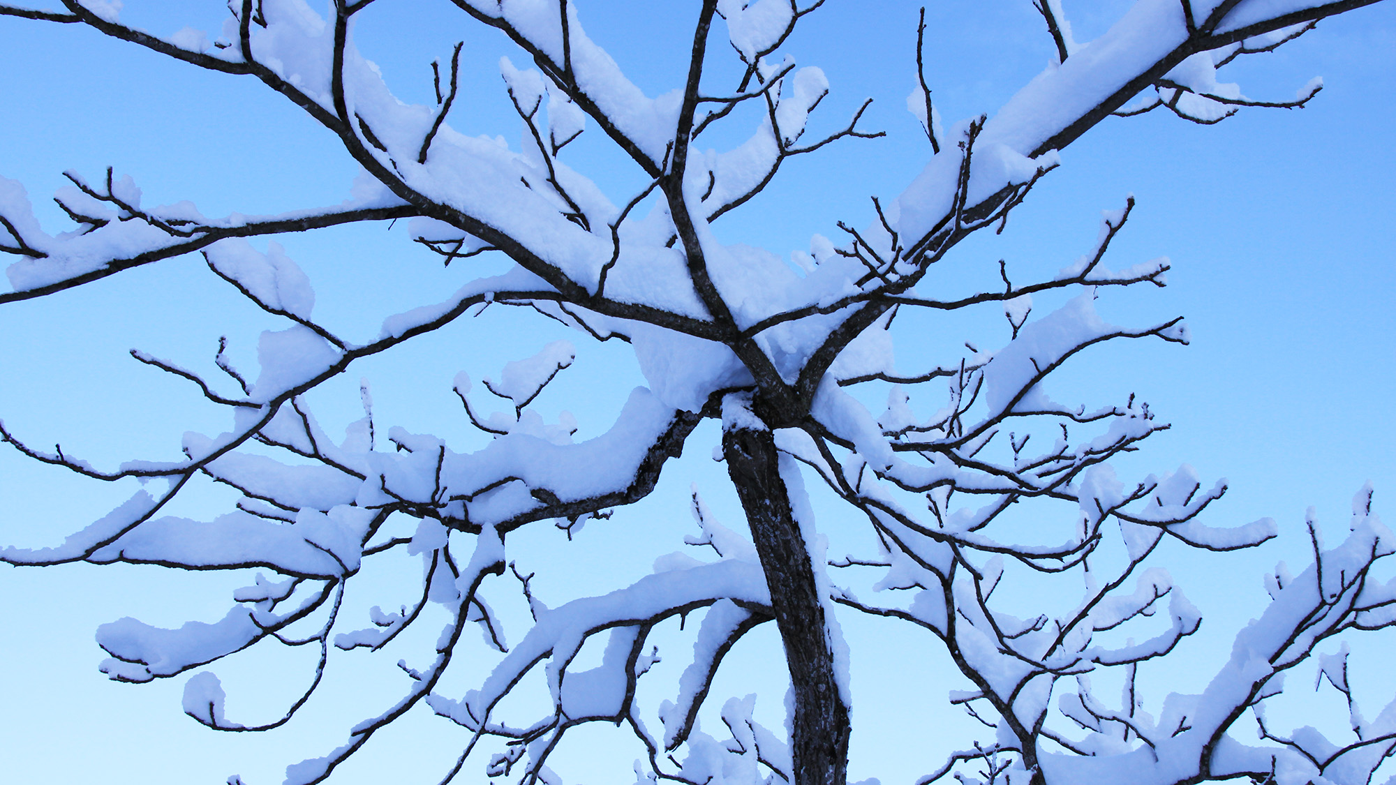 *［冬／雪景色］県内でも有数の豪雪地帯です