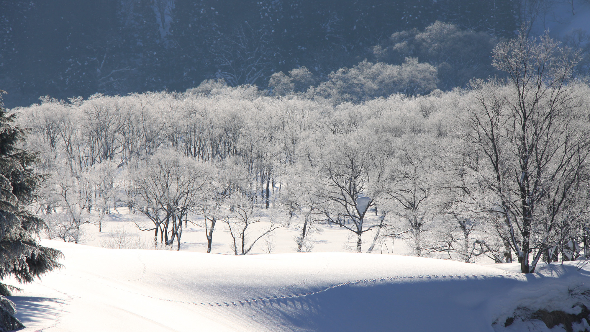 *［冬／雪景色］動物の足跡。春はそこまで来ています。