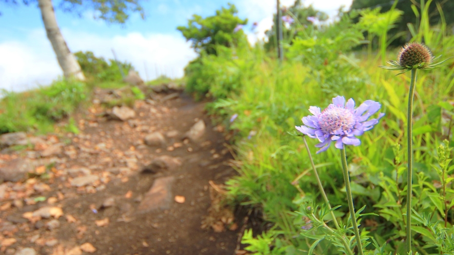 根子岳－四阿山の花々