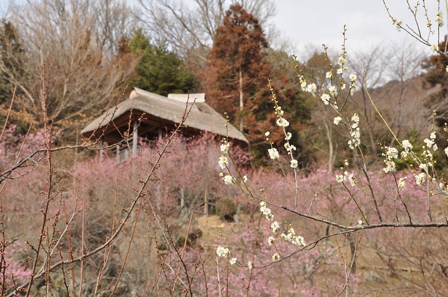 筑波山梅まつり