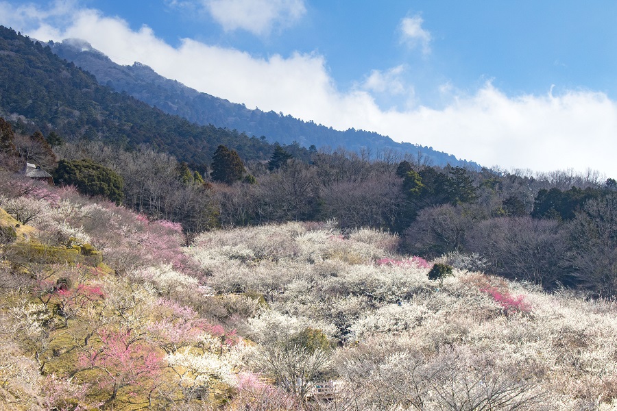 筑波山梅まつり