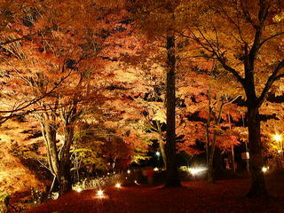 紅葉祭り